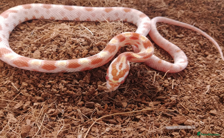 Corn Snake reptiles - Advert 1
