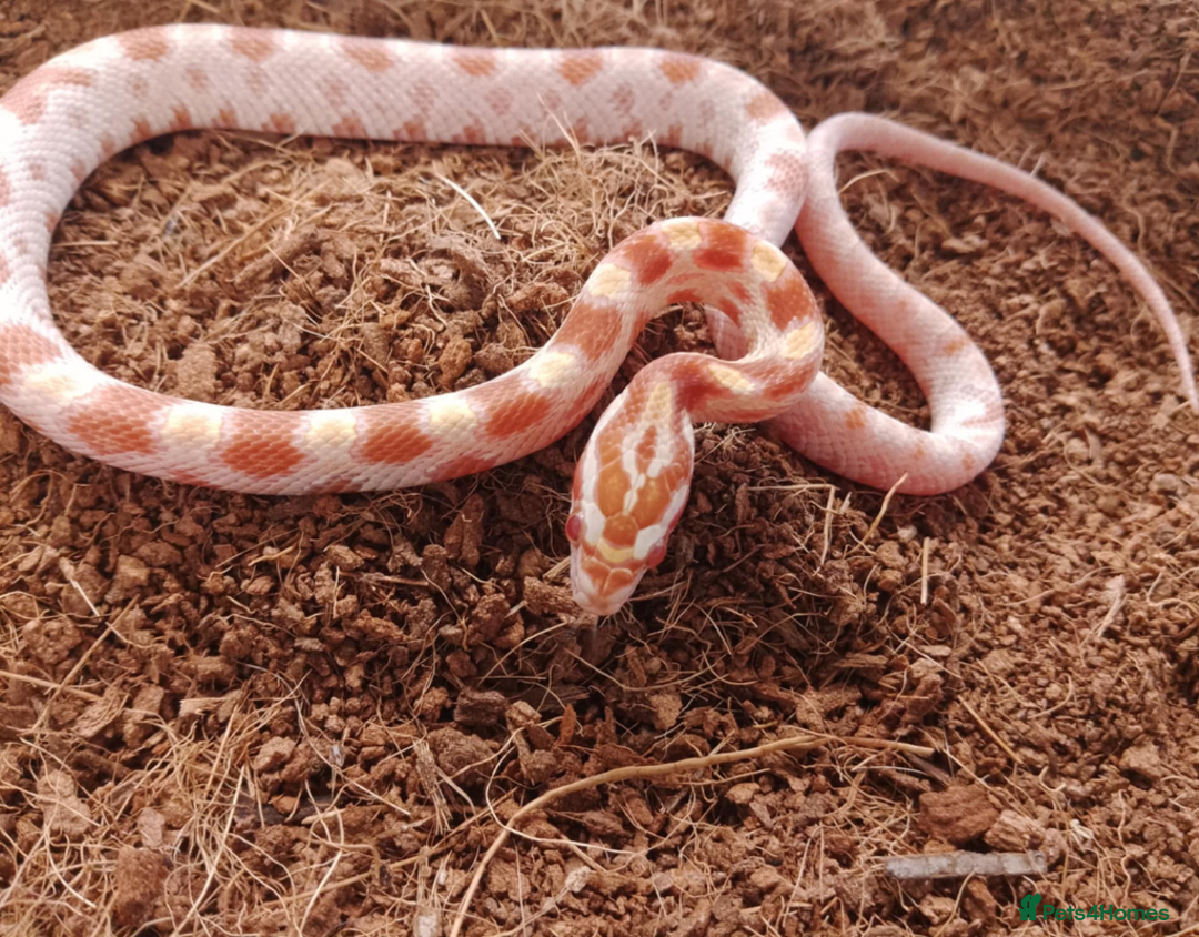 Corn Snake reptiles for sale: Beautiful & Handled Corn Snake Babies - Ready Now! - Image 1