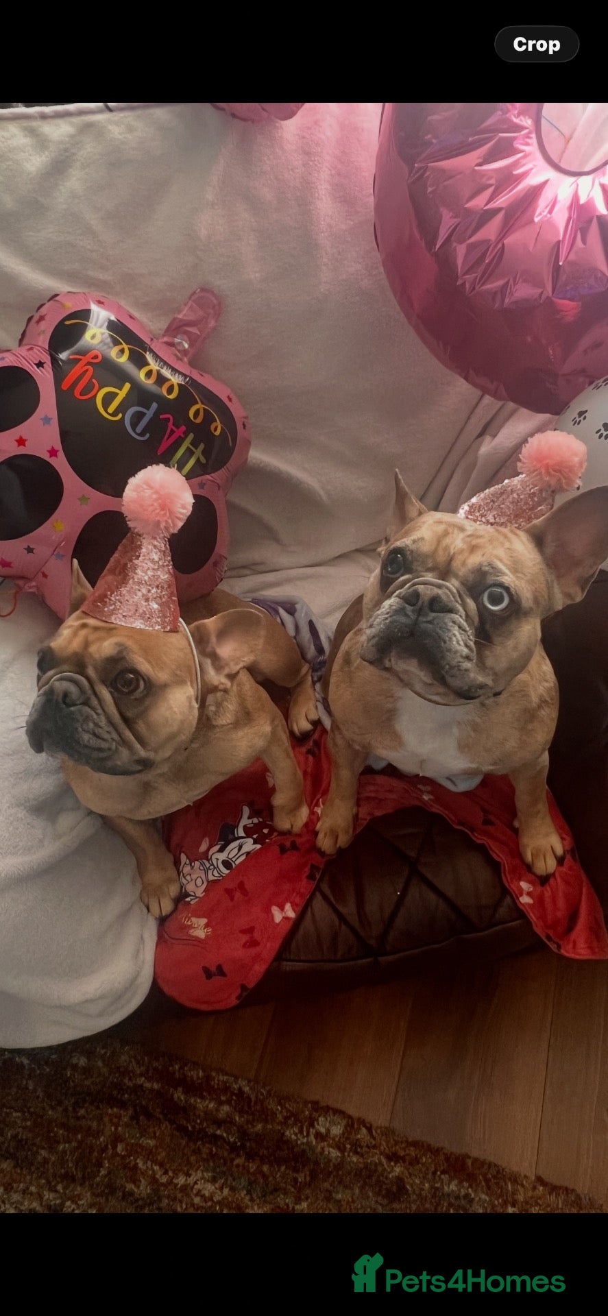 French Bulldog dogs for sale: ❤️ BONDED FRENCHIE SISTERS ❤️  - Advert 1