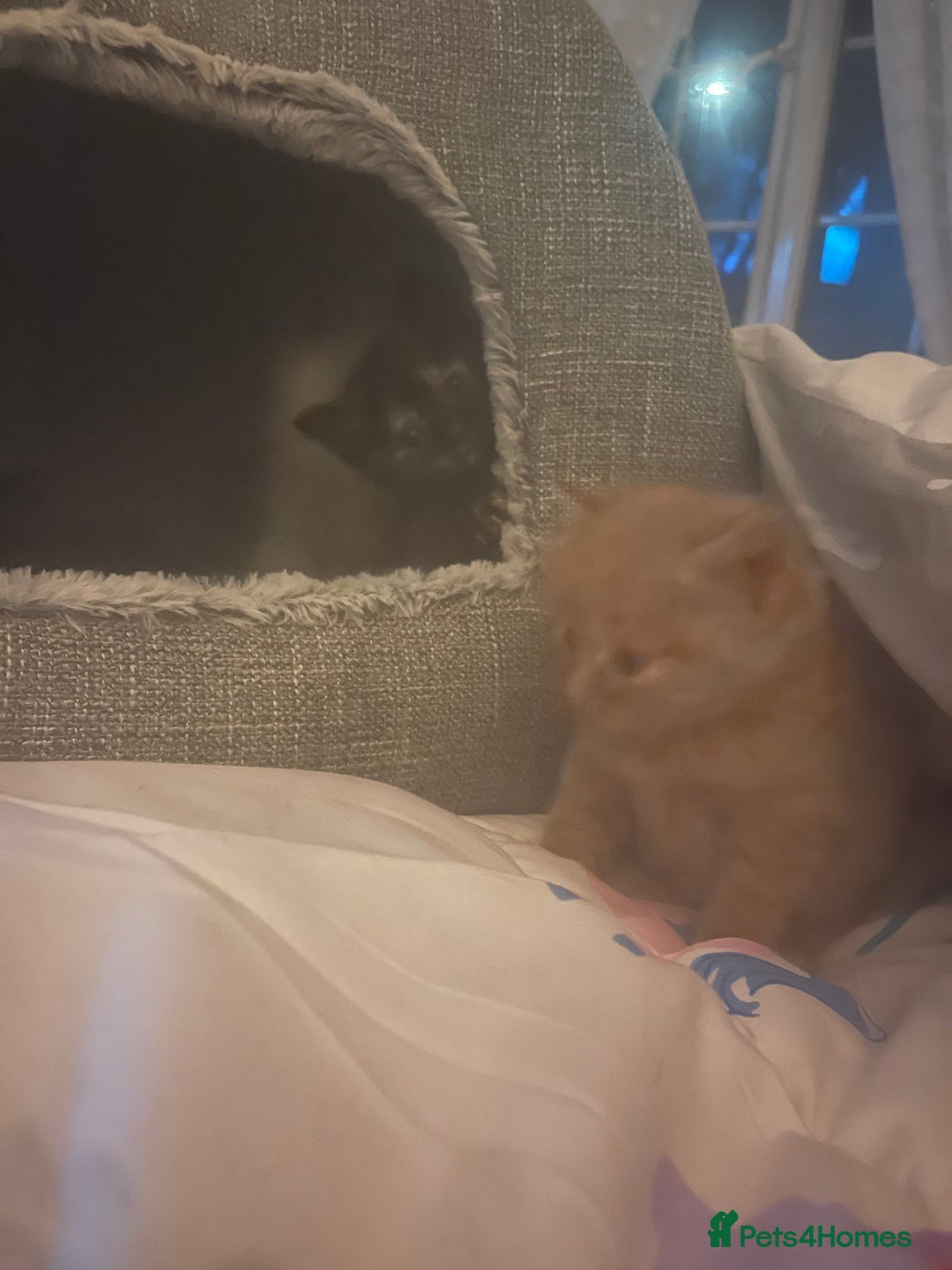 Mixed Breed cats for sale: Gorgeous fluffy kittens - Advert 3