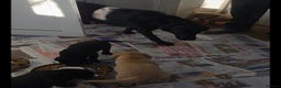 Labrador Retriever dogs for sale: K.C. Black lab girl puppy ready now - Advert 4