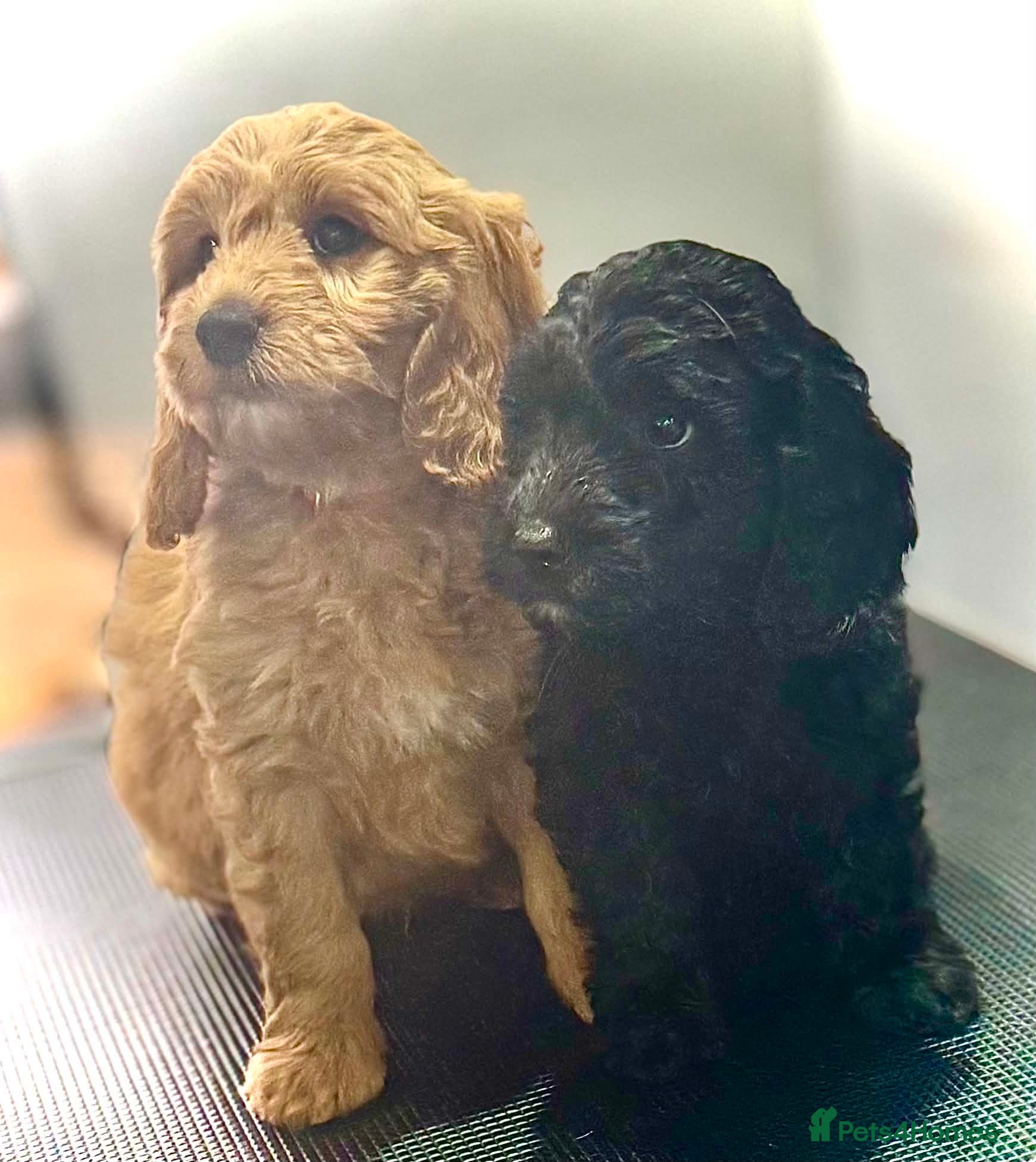 Mini Goldendoodle dogs READY TODAY Mini Goldendoodles Therapy dog mom - Advert 10