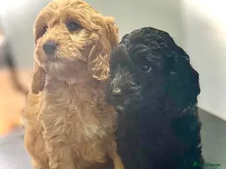 Mini Goldendoodle dogs READY TODAY Mini Goldendoodles Therapy dog mom - Advert 10