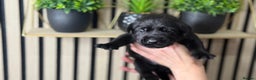 Labrador Retriever dogs for sale: Labrador puppies   - Advert 11