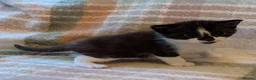 Mixed Breed cats for sale: Beautiful kittens looking for forever homes - Advert 4