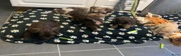 Schnoodle dogs for sale: GORGEOUS SCHNOODLES  - Advert 18