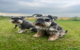 Miniature Schnauzer dogs for sale: Adorable Miniature Schnauzers - Image 17