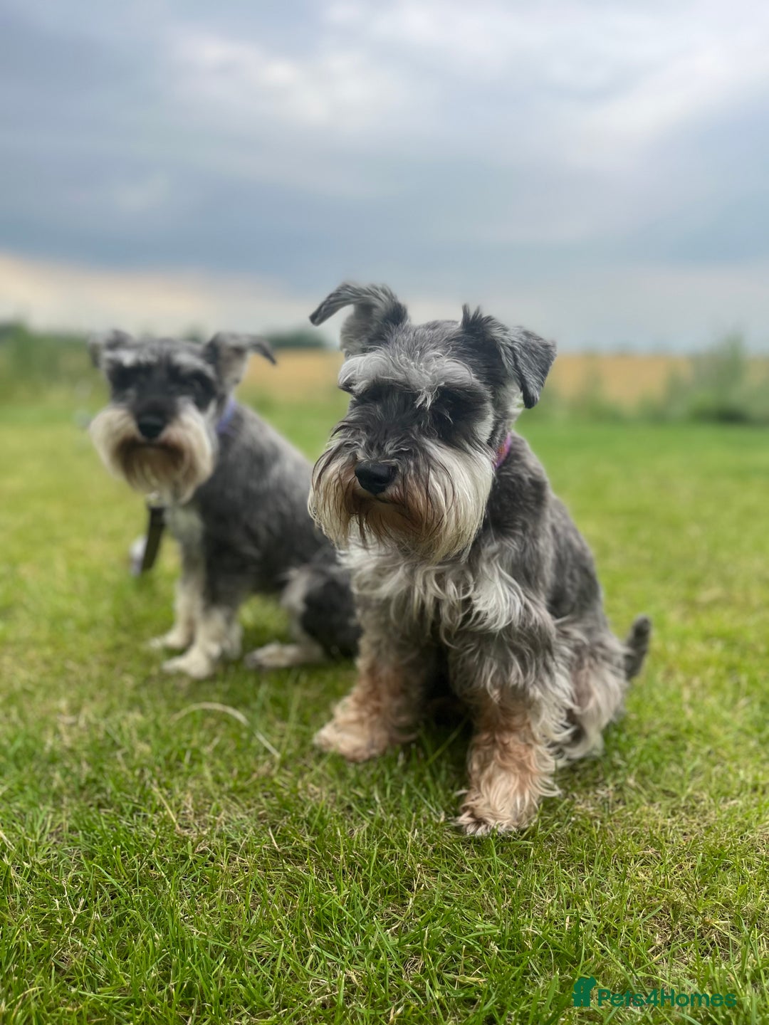 Miniature Schnauzer dogs for sale: Adorable Miniature Schnauzers - Image 17