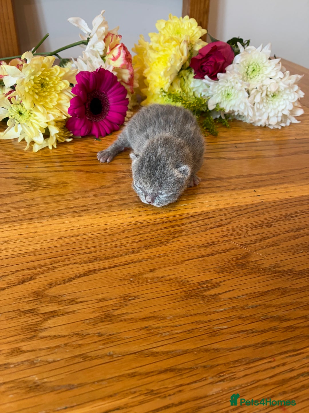 British Shorthair cats for sale: 5 TICA BRITISH SHORTHAIRED KITTENS - Image 26