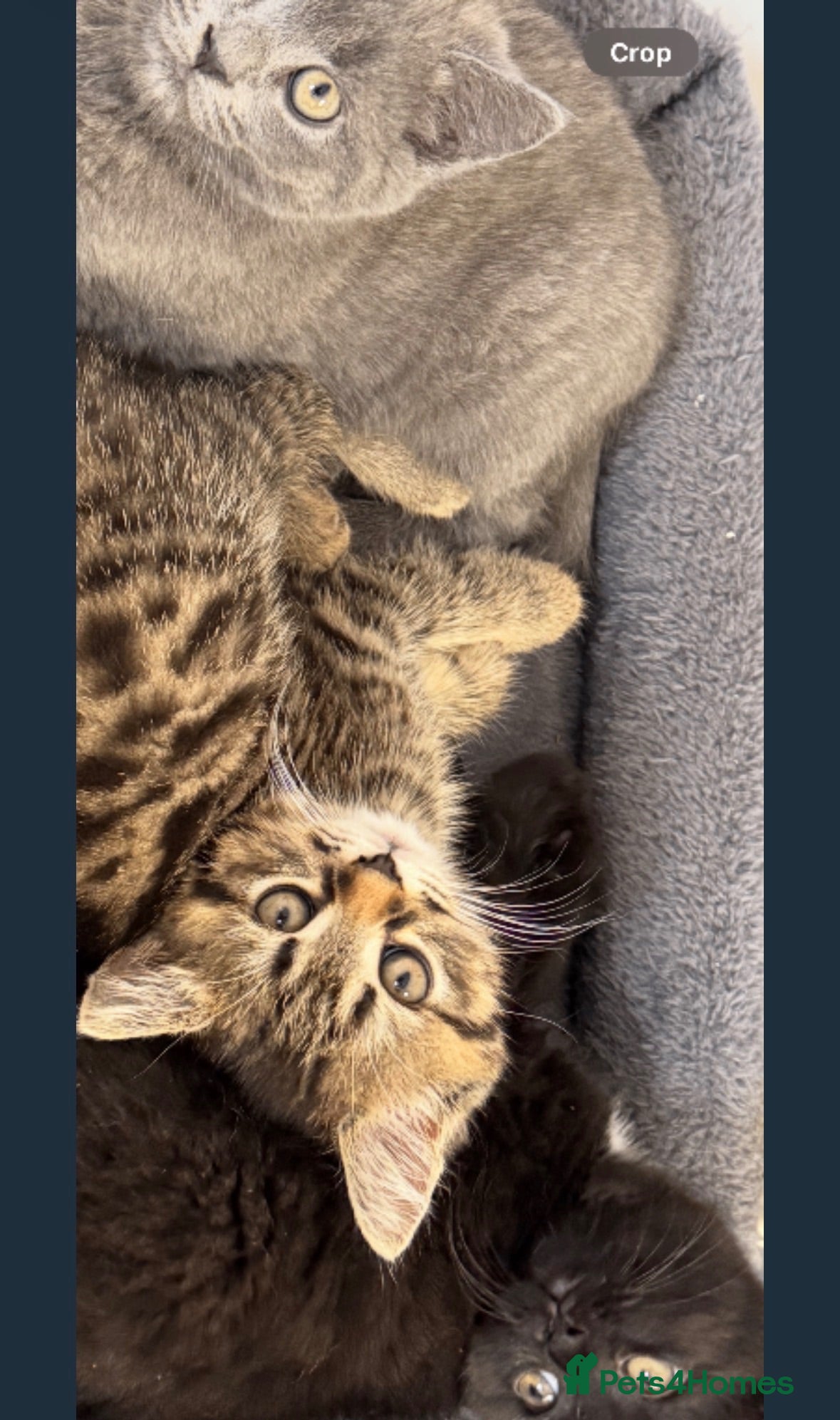 Scottish Fold cats SCOTTISH FOLD KITTENS, FOLD GIRL LEFT - Advert 3