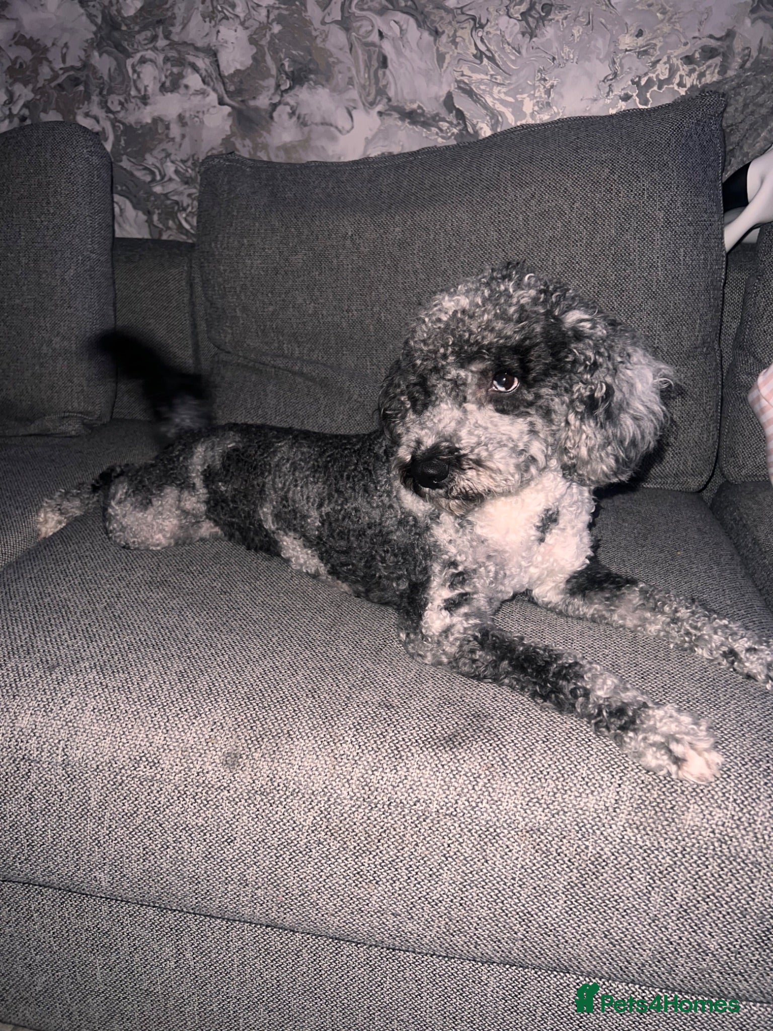 Cockapoo dogs F1b Merle Cockapoo Available for Stud – Ziggy - Advert 1