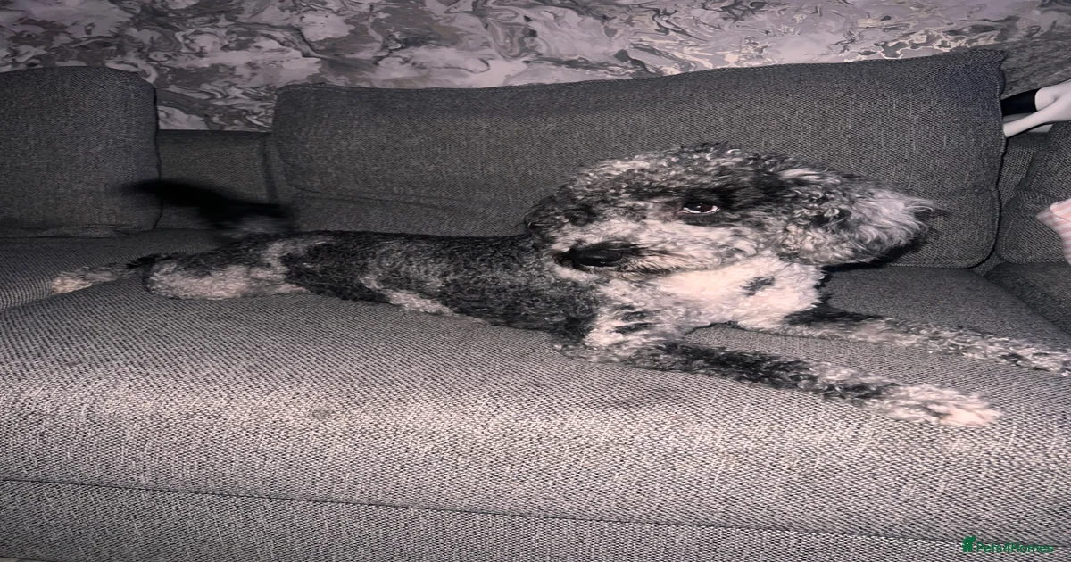 F1b Merle Cockapoo Available for Stud – Ziggy for stud in Salford ...