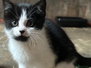 Mixed Breed cats - Advert 23