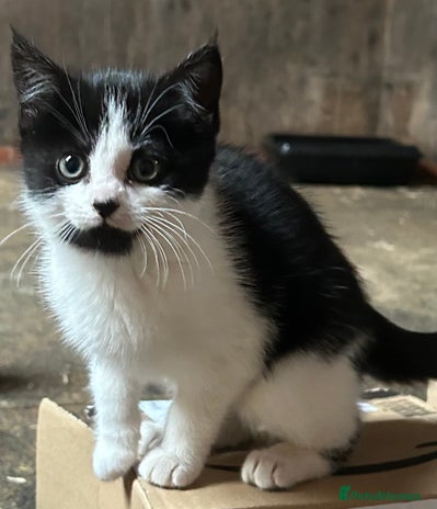 Mixed Breed cats - Advert 14