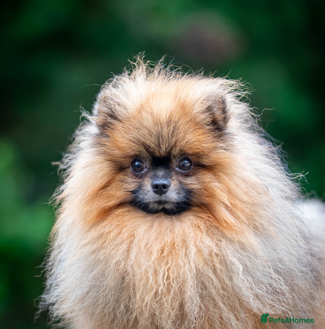 Pomeranian dogs for stud: Outstanding  kc Small Compact Orange Stud Boy in Pontefract - Advert 10