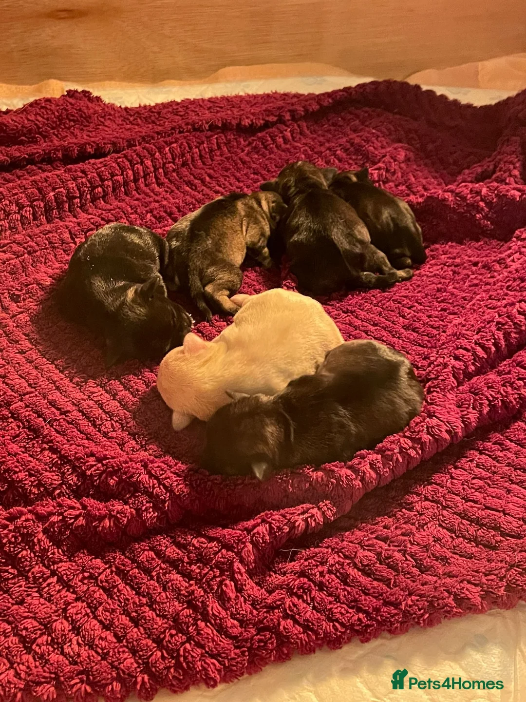 Miniature Schnauzer dogs for stud: PROVEN KC Miniature schnauzer stud  in Edinburgh - Advert 8