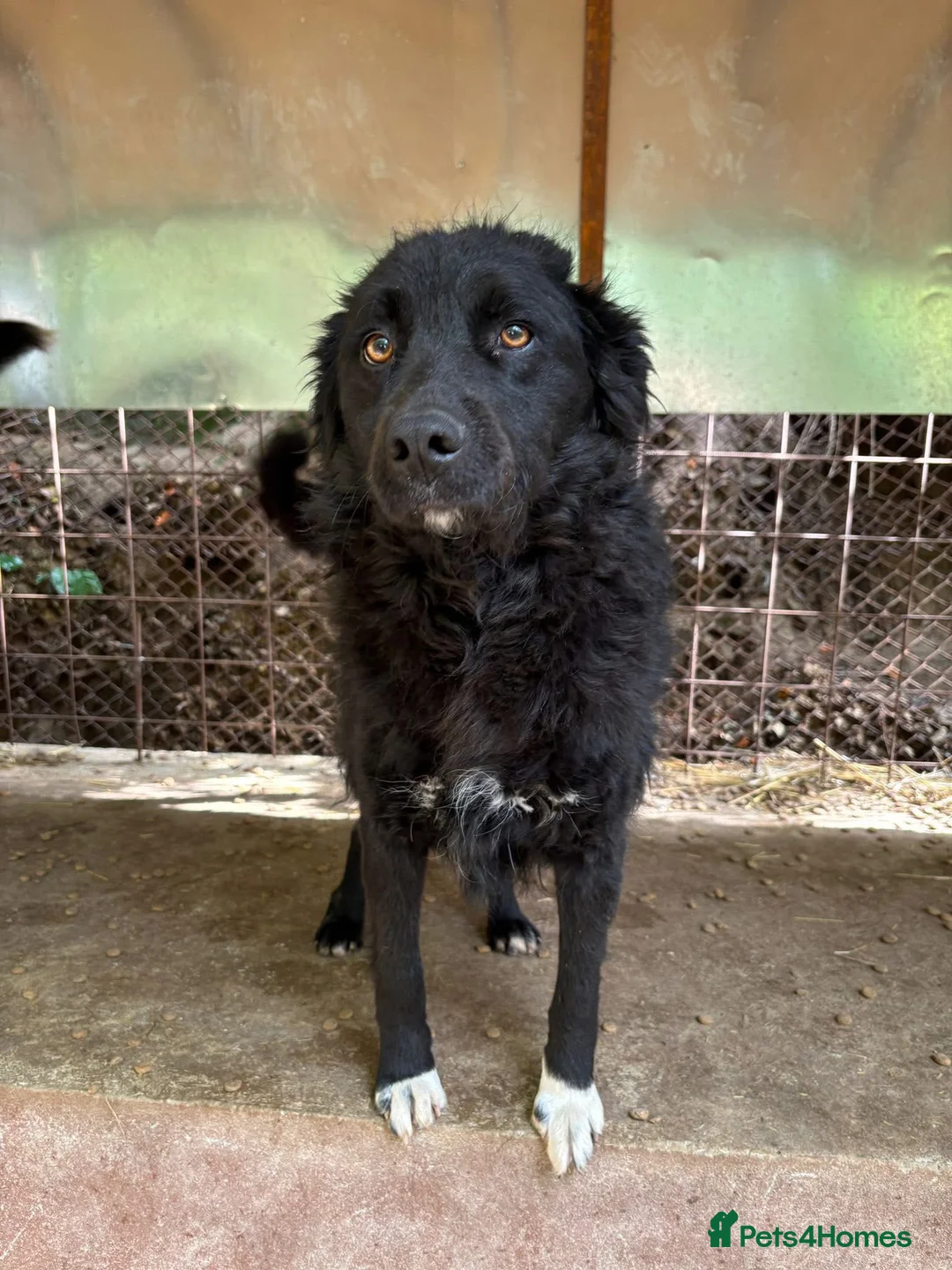 Mixed Breed dogs for adoption: Astra is looking for a family  - Advert 6