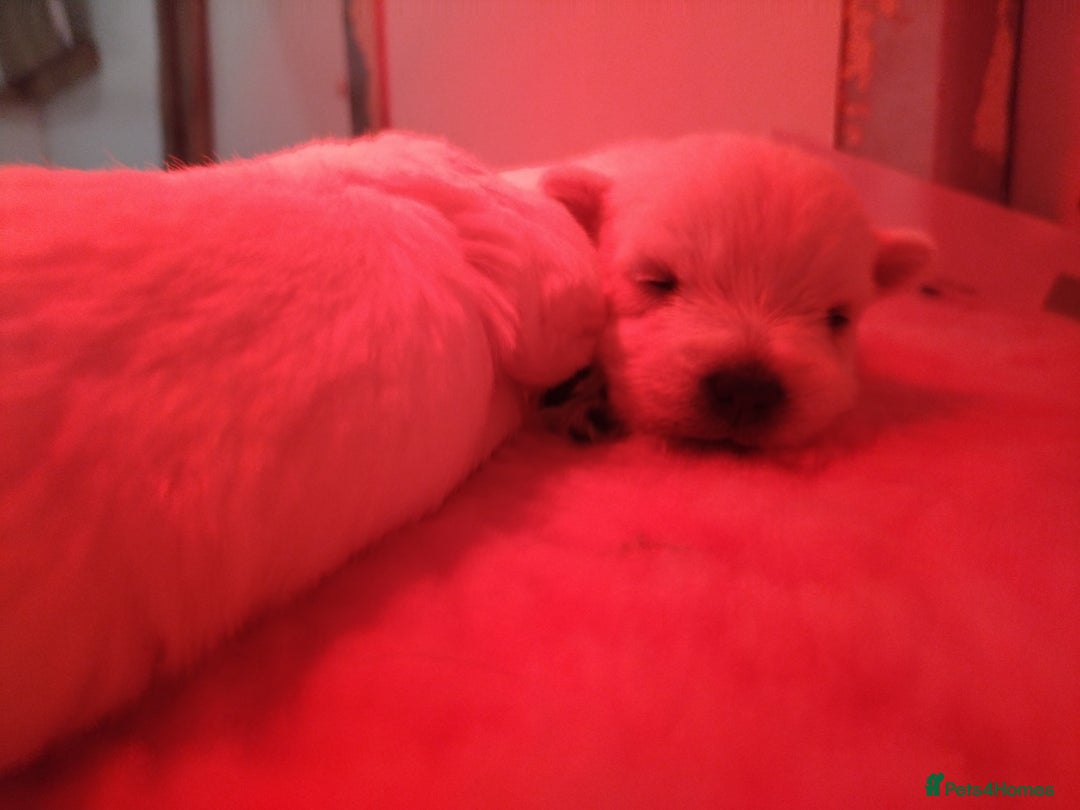 West Highland Terrier dogs for sale: Gorgeous KC registered Westie pups - Image 21
