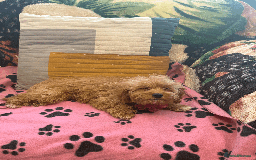 Cavachon dogs for sale: Fluffball Cavapoos ready to go 💕 - Image 17