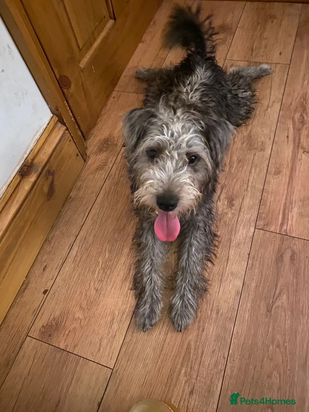 Patterdale Terrier dogs for sale: 3 years old male patterdale terrier  - Advert 11