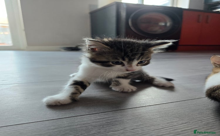 Mixed Breed cats - Advert 11