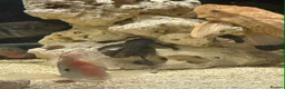Cichlids fish for sale: Fish for sale in Milton Keynes - Advert 18