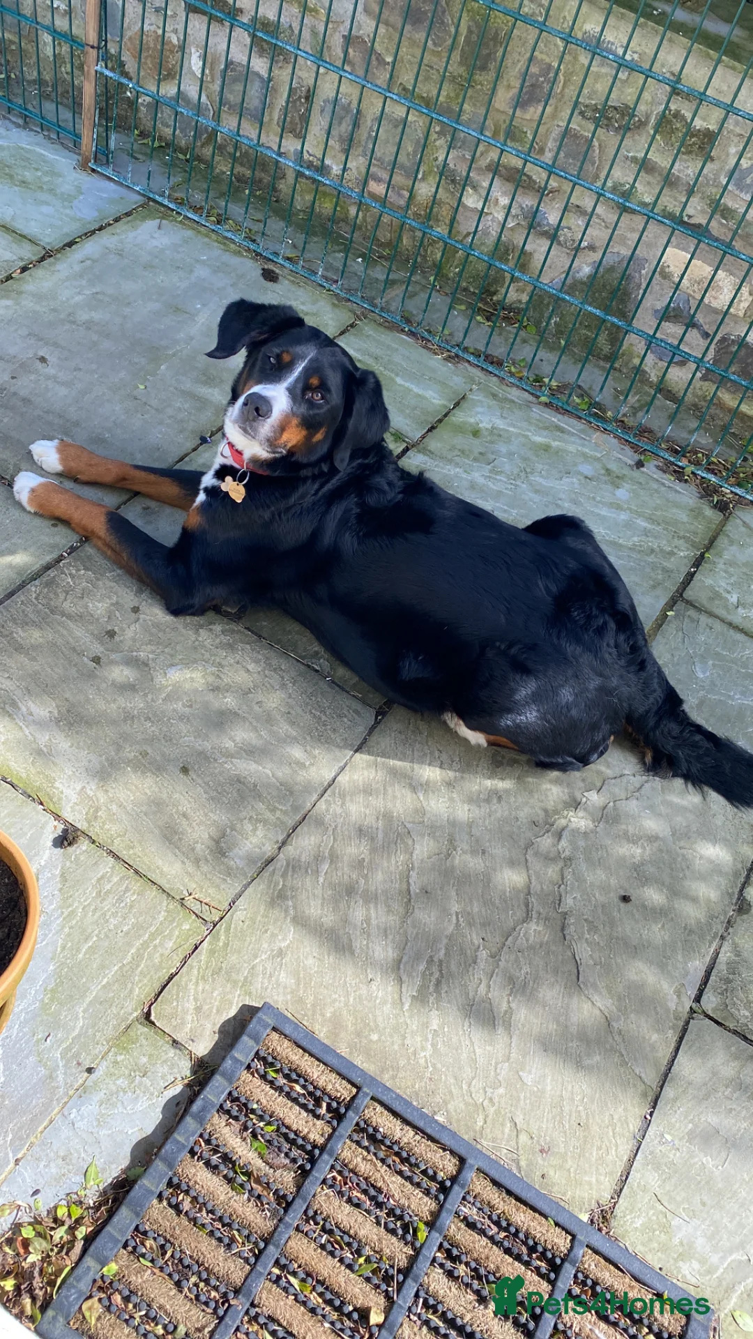 Mixed Breed dogs for sale: Borderese  in Narberth - Advert 1