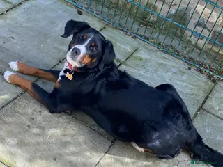 Mixed Breed dogs Borderese - Advert 12