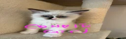 Ragdoll cats for sale: Pure ragdoll 7 weeks old clearance sale London  - Advert 26
