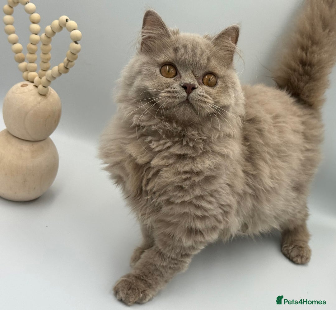 British Shorthair cats for sale: REGISTERED FULL PEDIGREE BRITISH LONGHAIR   - Image 6