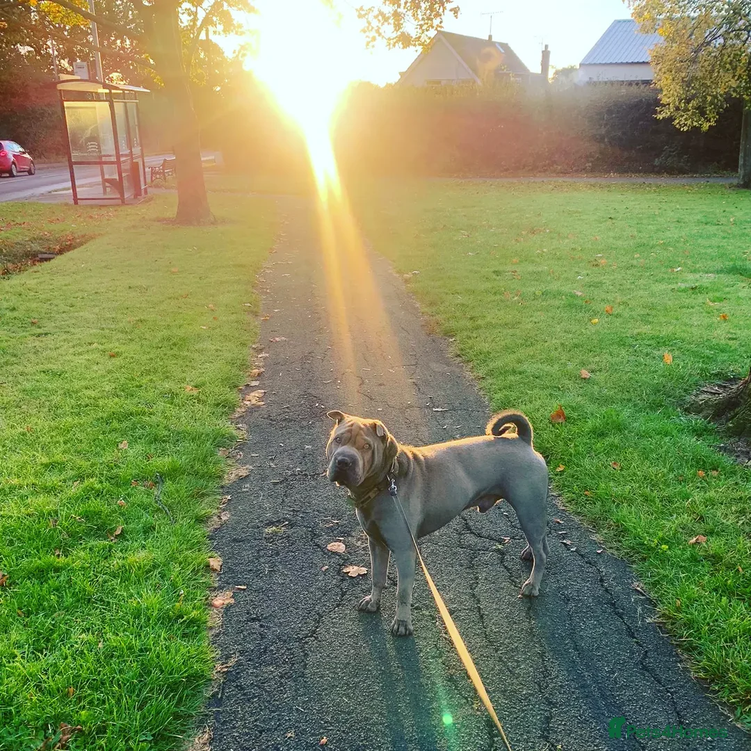 Shar Pei dogs for stud: Gus- Beautiful blue horse coat for stud in Billericay - Advert 10