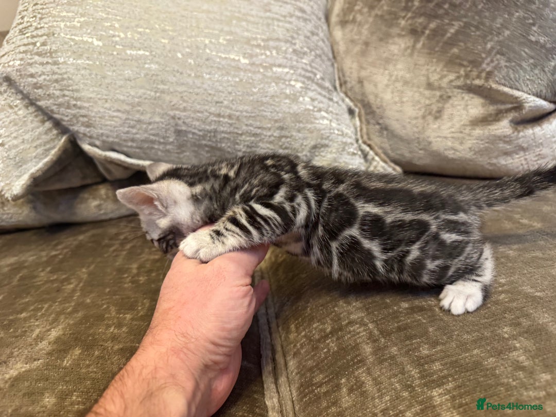 Bengal cats for sale: Exceptional TICA Registered Bengals- Champion Line - Advert 25