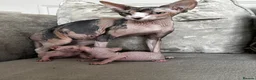Sphynx cats for sale: Two male pink wrinkled Sphynx kittens  in Wirral - Advert 5
