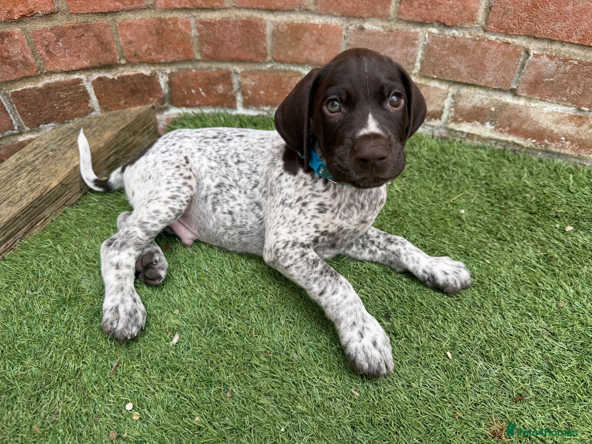 German Shorthaired Pointer dogs Stunning litter of 14 German short-haired pointers - Advert 1