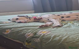Dalmatian dogs for sale: Dalmatian looking for a forever home - Image 6