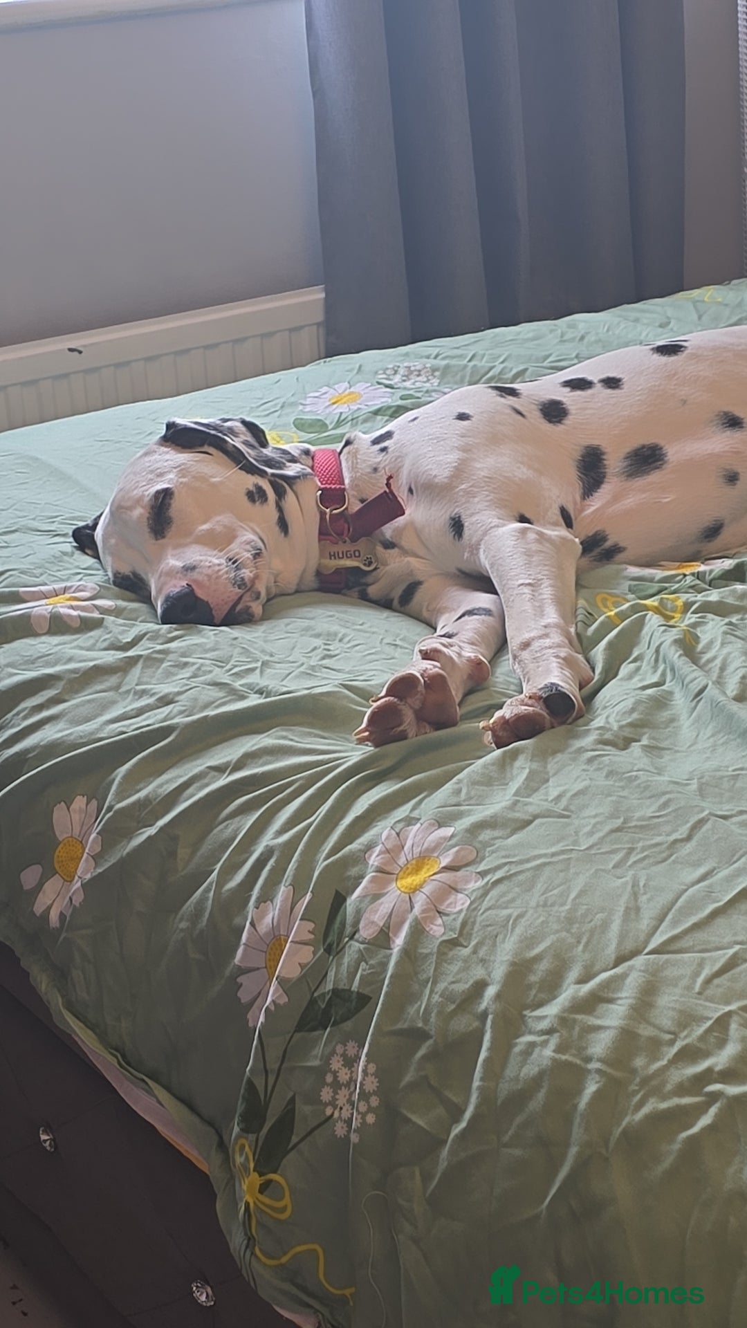 Dalmatian dogs for sale: Dalmatian looking for a forever home - Image 6
