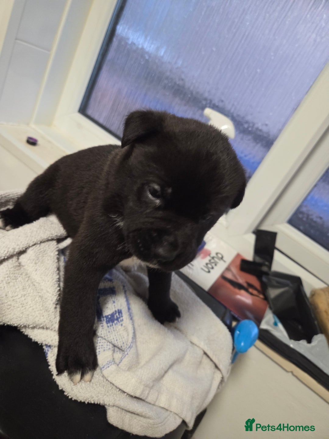 Mixed Breed dogs for sale: 3 girls left for rehoming  - Advert 12