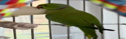 Ringnecks birds for sale: Indian Ringneck Pair + Cage & Setup in Nuneaton - Advert 4