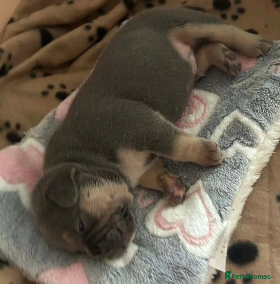 Mixed Breed dogs for sale: Stunning Fringlish puppies  - Advert 2