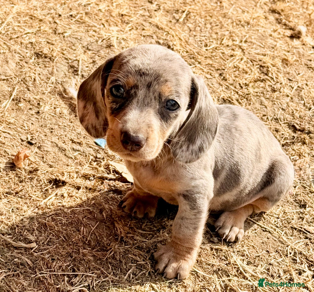 Miniature Dachshund dogs for sale: Beautiful Isabella dachshund puppies - Image 11