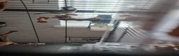 Mixed Breed birds for sale: Female iraqi bulbul  in London - Advert 4