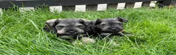 Miniature Schnauzer dogs for sale: Hello, I'm Darcy... and I'm expecting puppies! - Advert 6