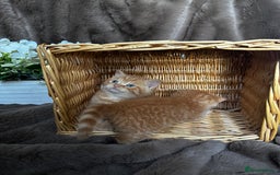 British Shorthair cats for sale: Tica reg 🌈 10colours British shorthair kittens  - Image 19