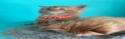 Maine Coon cats for sale: Beautiful mainecoon kittens  - Advert 7