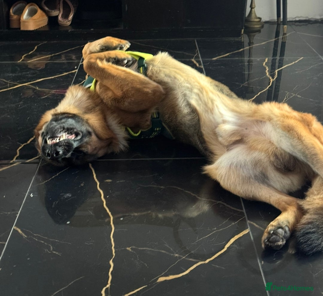 German Shepherd dogs for stud: German Shepherd Pedigree male for stud - Advert 5