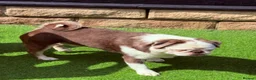 Pug dogs for sale: Kc Lilac tan panda male  - Advert 8