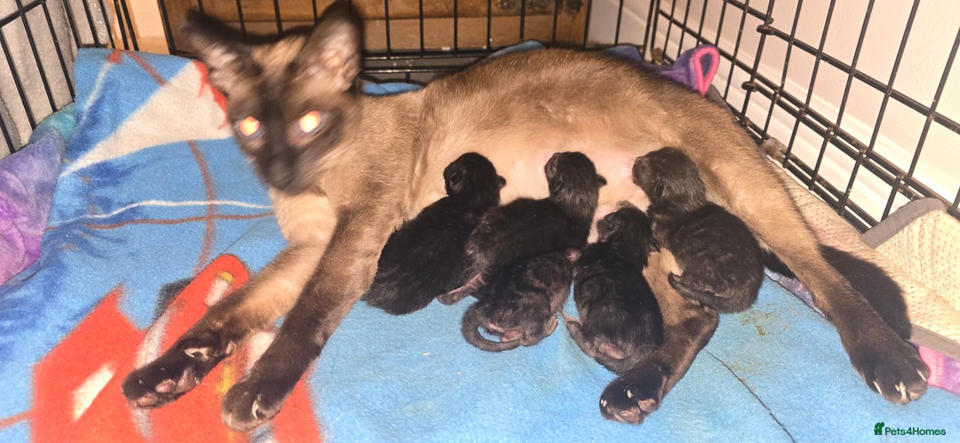 Siamese cats for sale: Siamese X British short hair  - Image 1