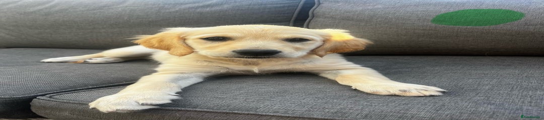 Golden Retriever Puppy 7