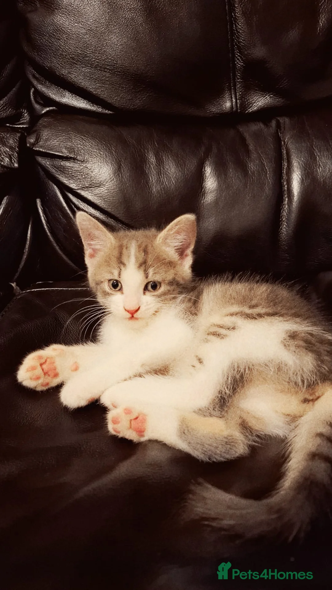Mixed Breed cats for sale: Female kittens for sale  - Advert 7