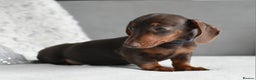 Miniature Dachshund dogs for sale: Miniature Dachshund Boys **LAST BOY** - Advert 5